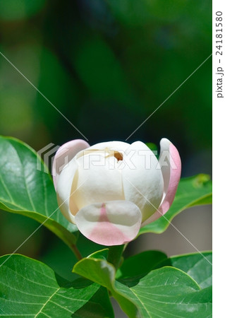 ウケザキオオヤマレンゲ ウケザキオオヤマレンゲ 24181580