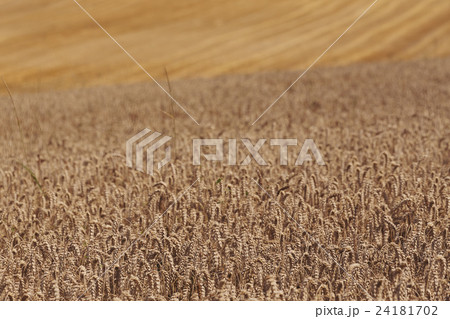 harvested and unharvested field 24181702