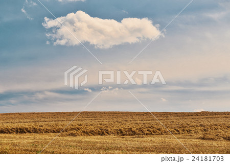 harvested field fith cloud on blue sky harvested field fith cloud on blue sky 24181703