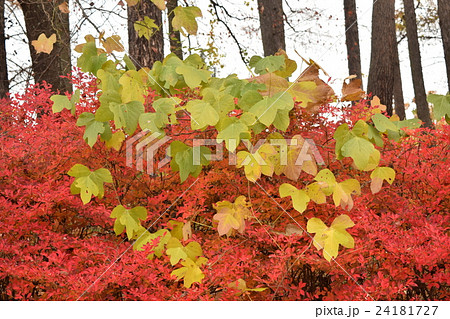山の紅葉 葛とドウダンツツジ 山の紅葉 葛とドウダンツツジ 24181727
