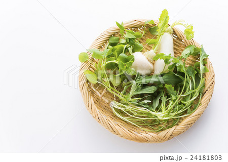 春の七草 春の七草 24181803