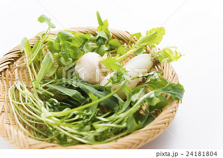 春の七草 24181804