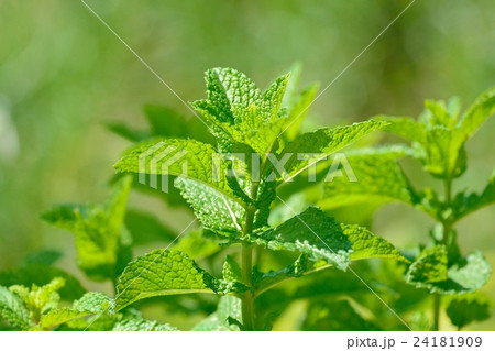 ニホンハッカ 24181909