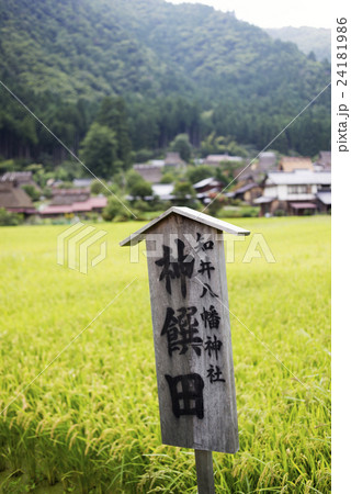 知井の田んぼ 24181986