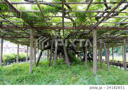 藤棚 パーゴラ 日避け 植物 の写真素材