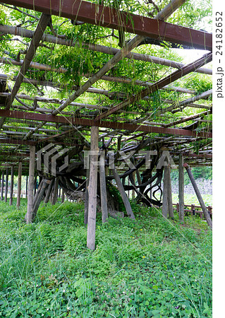 藤棚 パーゴラ 日避け 植物 の写真素材