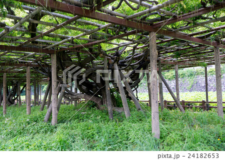 藤棚(パーゴラ・日避け・植物) 藤棚(パーゴラ・日避け・植物) 24182653