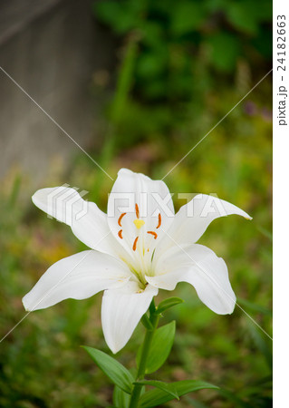 ユリの花 屋外 植物 花 百合 の写真素材