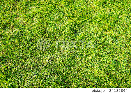 芝生の素材 背景素材 汎用 テクスチャー の写真素材
