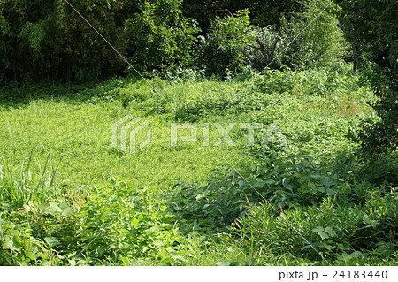 夏の草むらの写真素材