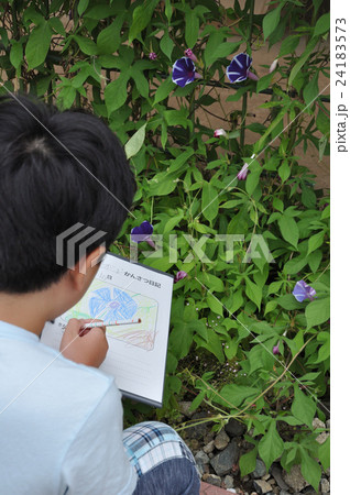小学生のアサガオ観察 日記 小学生のアサガオ観察 日記 24183573