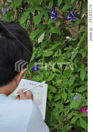 小学生のアサガオ観察　日記 24183574