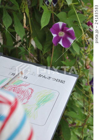 小学生のアサガオ観察 日記 小学生のアサガオ観察 日記 24183583