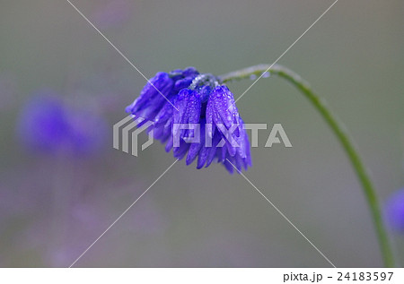 Allium beesianum Allium beesianum 24183597