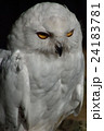 フクロウ 24183781
