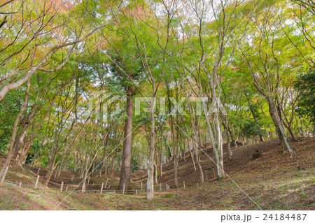 Green forests and nature with trees Green forests and nature with trees 24184487
