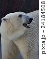 ホッキョクグマ 24184508