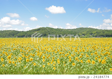 益子のひまわり 24184774
