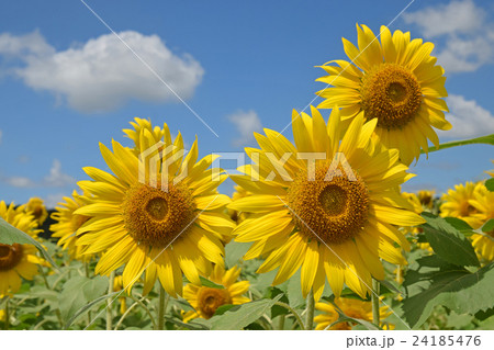 益子のひまわり 24185476