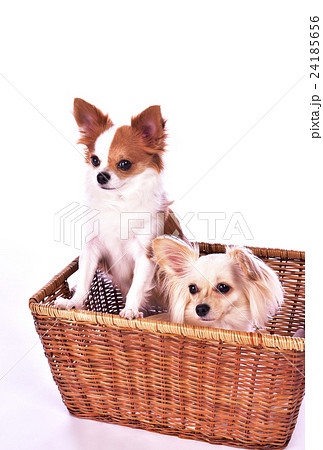 パピヨン　小型犬 24185656