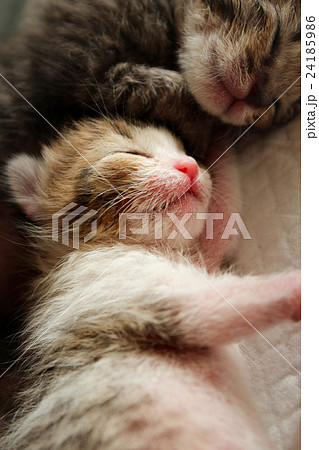 赤ちゃん猫の昼寝風景の写真素材
