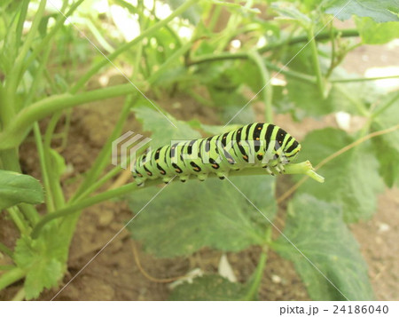 黄黒の縞模様の蝶の幼虫はキアゲハの幼虫の写真素材