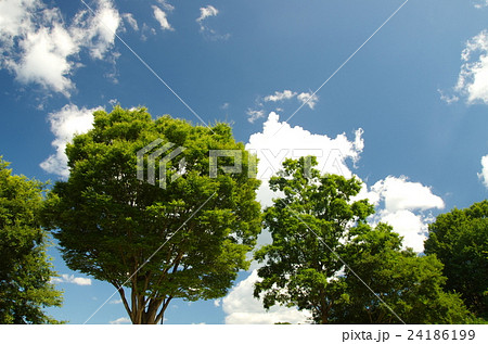 夏空 夏空 24186199