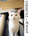 ねこ 24186803
