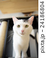 ねこ 24186804