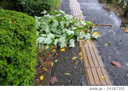 台風イメージ. 24187102