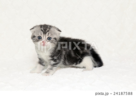 子猫　スコティッシュフォールド 24187588