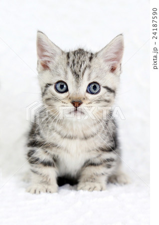 子猫 マンチカン 子猫 マンチカン 24187590