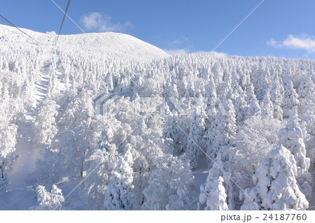 蔵王の樹氷原 蔵王の樹氷原 24187760