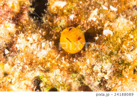 コケギンポ 24188089