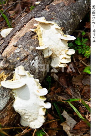 サルノコシカケ 24188666