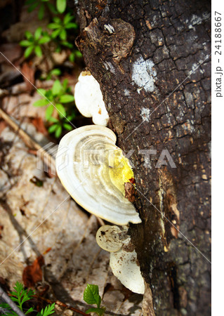 サルノコシカケ 24188667