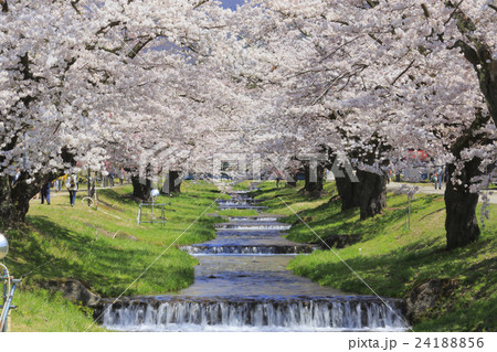 観音寺川と桜 24188856