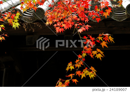 秋月城跡の紅葉 秋月城跡の紅葉 24189007