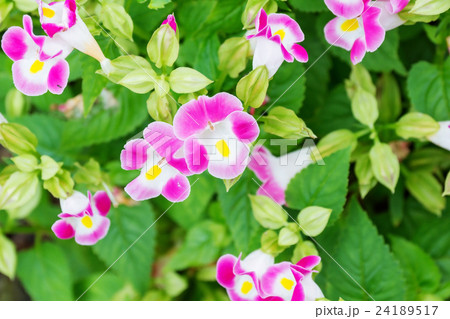 Torenia Fournieri or Wishbone flowers. Torenia Fournieri or Wishbone flowers. 24189517
