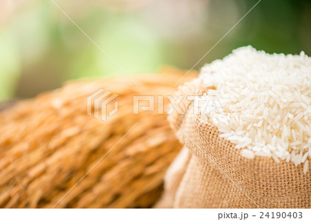 white rice in burlap sack with rice grain 24190403