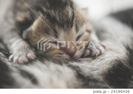 Cute new born tabby kittens sleeping with mother Cute new born tabby kittens sleeping with mother 24190436