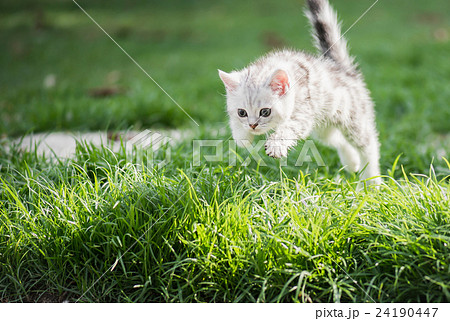 Cute American short hair kitten jumping 24190447