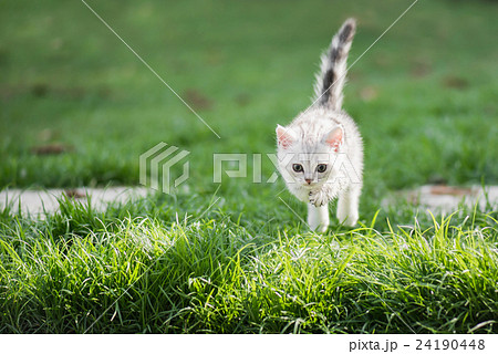 Cute American short hair kitten jumping 24190448