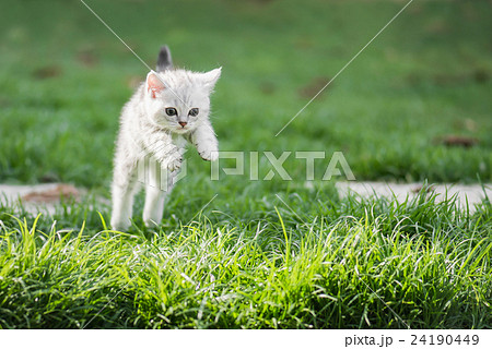 Cute American short hair kitten jumping Cute American short hair kitten jumping 24190449