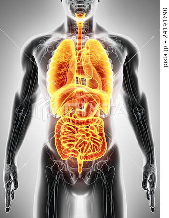 3D illustration of Human Internal Organic. 3D illustration of Human Internal Organic. 24191690