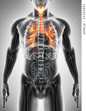3D illustration of Larynx Trachea Bronchi. 24191691