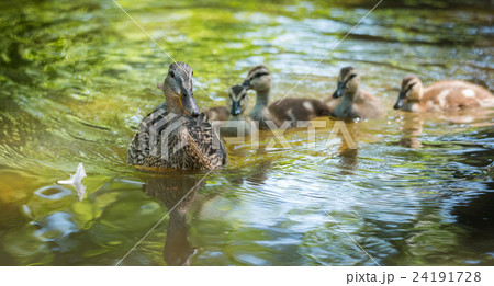 Female Mallard duck swims with her gosling family. 24191728