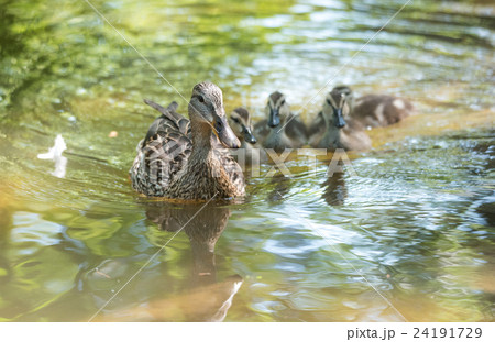 Female Mallard duck swims with her gosling family. 24191729
