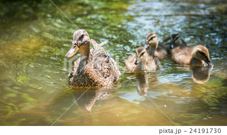 Female Mallard duck swims with her gosling family. 24191730