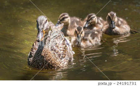 Female Mallard duck swims with her gosling family. 24191731